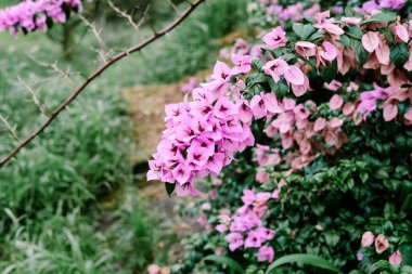 Canlı pembe bougainvillea çiçekleri yemyeşil bahçe arka planına karşı güzel bir görüntü oluşturur. Bu sakin doğal manzara ilkbaharı, sıcaklığı ve tropik güzelliği çağrıştırıyor..