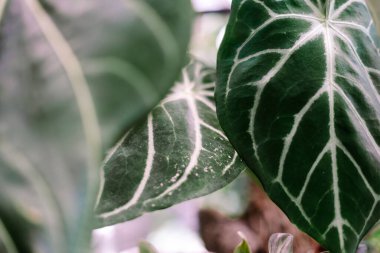 Beyaz damarların zıt olduğu yemyeşil yaprakların detaylı çekimi tropikal bitki yaşamının güzelliğini ve karmaşıklığını vurguluyor. Botanik temalar ve doğal tasarımlar için mükemmel..