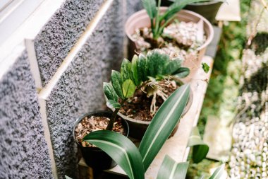 Yeşil saksı bitkilerinden oluşan canlı bir koleksiyon, açık havada, güneş ışığıyla yıkanmış bir çıkıntıda gelişir. Bu ferahlatıcı sahne ev dekorasyonu, bahçıvanlık ilhamı ya da...