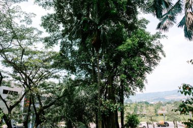 Yoğun tropikal yapraklar, parlak yeşil ağaçlar ve ön planda yüksek palmiye ağaçları. Modern binalar, bir yol ve uzak tepeler doğa ve kentsel gelişimin uyumlu bir karışımını sergiliyor..