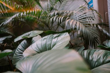 Geniş desenli yapraklar ve hassas palmiye yaprakları içeren canlı yeşil tropikal yaprakların yakın plan görüntüsü tasarım için doğal ve sakin bir zemin oluşturur..