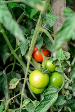 Çardakta domates yetişiyor.
