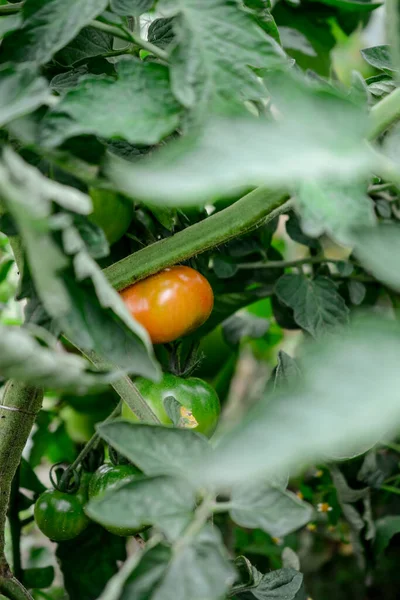 Çardakta domates yetişiyor.