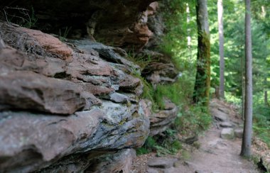 Almanya 'daki Palatine Ormanı' nda kum taşı oluşumu