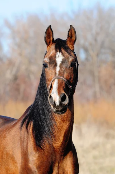 Portrait of bay arabian stallion — Stock Photo, Image