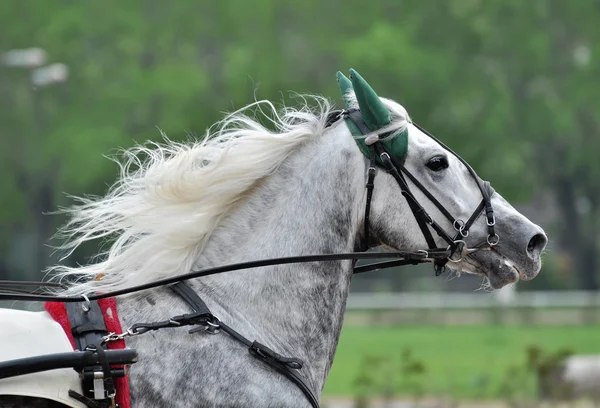 Portrait of a gray orlov trotter in motion — Stock Photo, Image