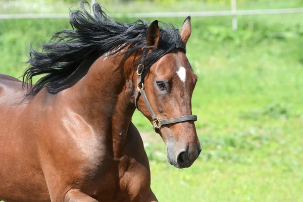 Porträtt av den bay Amerikansk travare i frihet — Stockfoto