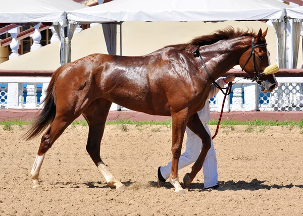 Caballo de raza completa en la adjudicación después de una carrera —  Fotos de Stock