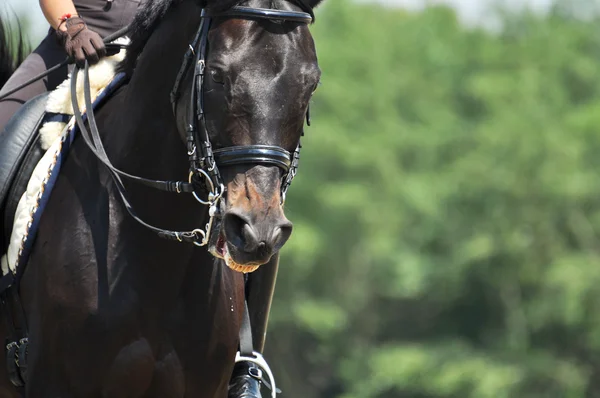 Portrait of sport horse — Stock Photo, Image