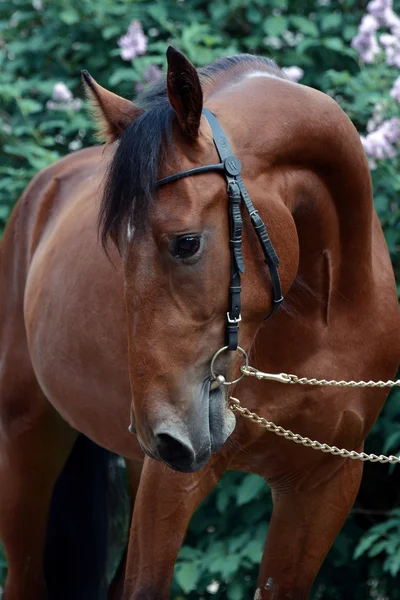 Retrato de una hermosa bahía rusa trotter — Foto de Stock