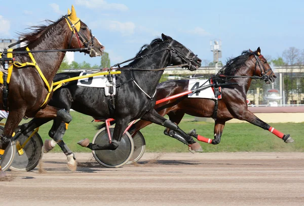 Cascada de tres trotters en movimiento — Foto de Stock