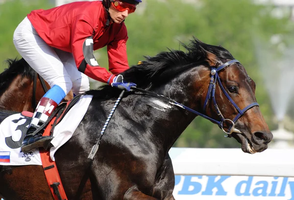 Ritratto di fantino e cavallo da corsa in movimento — Foto Stock