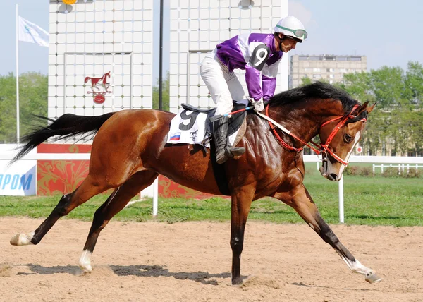 Jockey en un caballo de carreras pura sangre de la bahía —  Fotos de Stock
