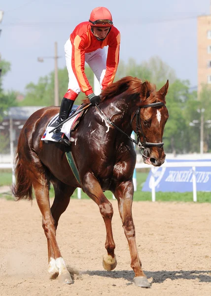 Jockey sobre un caballo de carreras de castaño — Foto de Stock