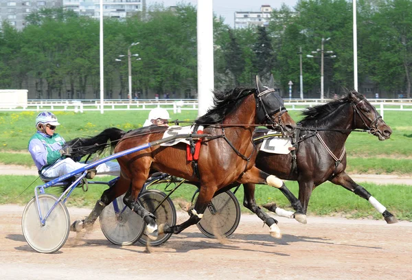 Dois trotter em movimento a velocidades — Fotografia de Stock