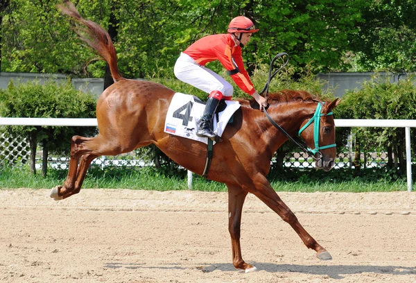 Salto de caballo de carreras rojo — Foto de Stock