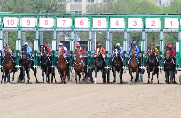 Horses jump out starting gate — Stock Photo, Image