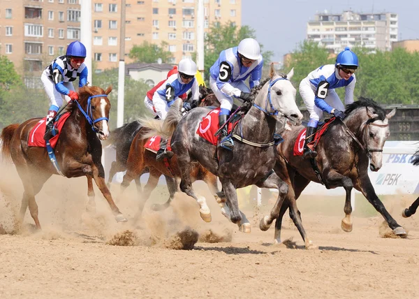 Arabian horses at the races — Stock Photo, Image