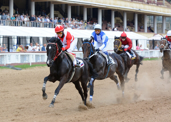 Породистые лошади в скачках
