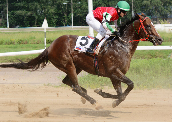 Породистая скаковая лошадь Бэй движется по ипподрому
