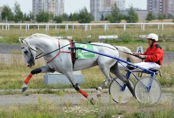 Stallion Orlov trotting breed in motion summer — Stock Photo, Image