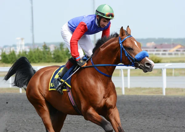 Portrait arabian racehorse in motion — Stock Photo, Image