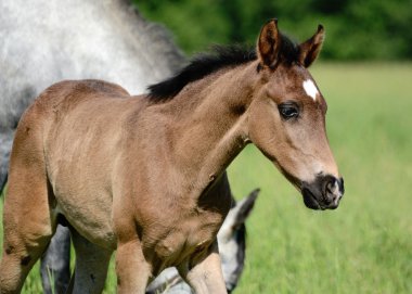Yaz aylarında sevimli yavru.