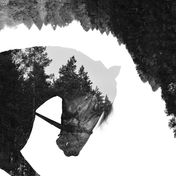 Bosque de abeto dentro del caballo en el arte, multiexposición — Foto de Stock