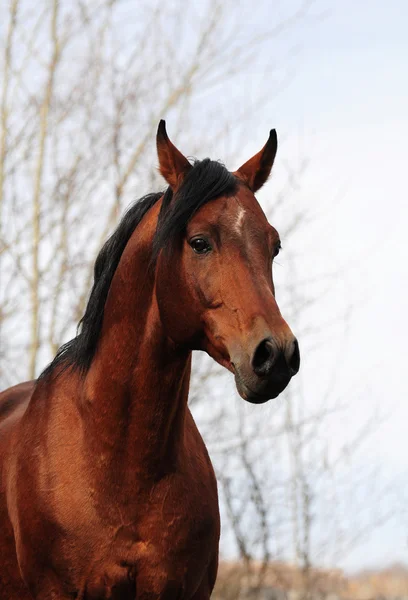 Portrait de l'étalon arabe de baie — Photo