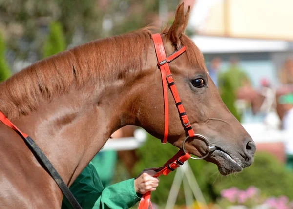 Retrato de um cavalo de corrida árabe vermelho — Fotografia de Stock