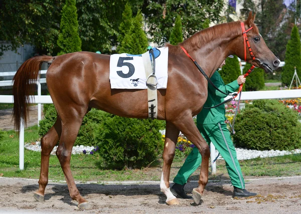 Röd arabian tävlingshäst innan ett lopp — Stockfoto