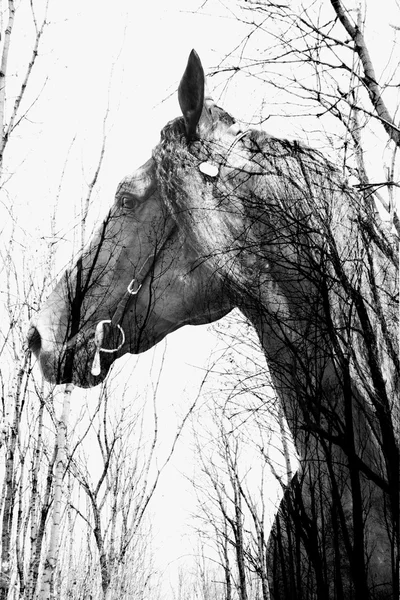 A floresta dentro do cavalo na arte, multiexposição — Fotografia de Stock