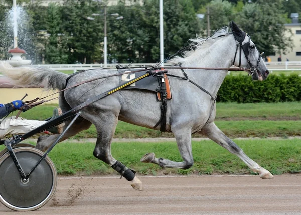 Grå häst trav rasen i motion sommaren — Stockfoto