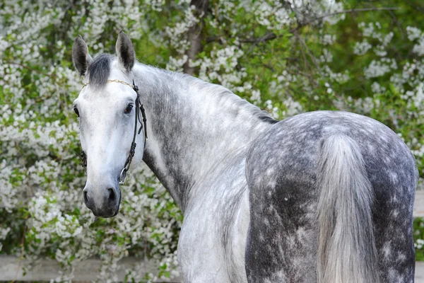 Porträtt av en bay häst på bakgrund av en blomning — Stockfoto