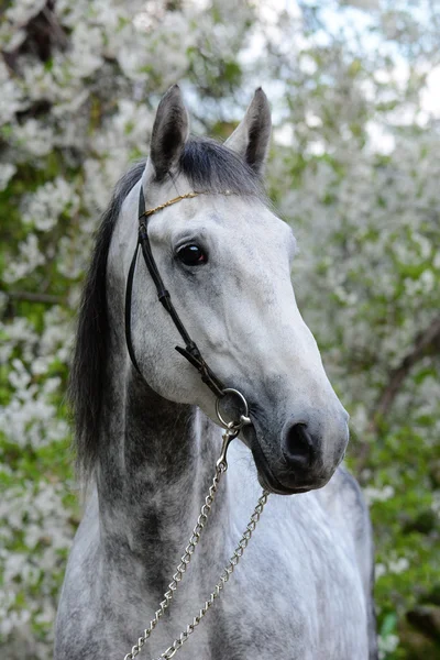 Portrait of a gray stallion on the background of a flowering — Stock Photo, Image