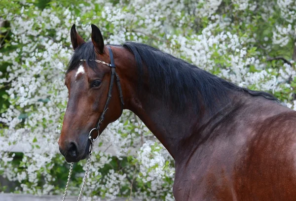 Portrait of a bay horse on the background of a flowering — Stock Photo, Image