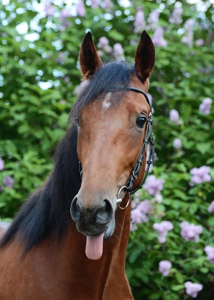 Cavalo engraçado mostrando língua — Fotografia de Stock