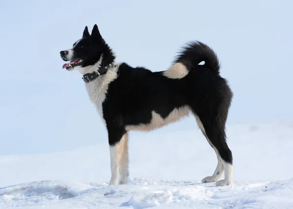 Rysk-europeisk laika — Stockfoto