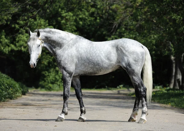 Сірий кінь орловська порода стрільців — стокове фото