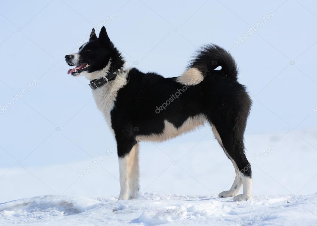 Russischeuropäische Laika Stockfotografie lizenzfreie Fotos