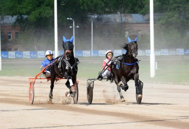 İki at trotter doğurmak hızlarda hareket