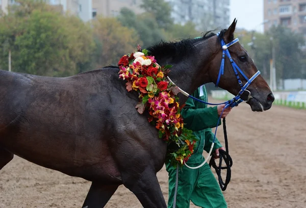 Caballo de carrera de la bahía de pura raza en la adjudicación —  Fotos de Stock