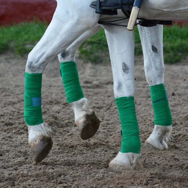 Legs gray horses — Stock Photo, Image