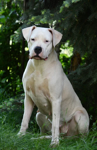 Dogo Argentino yeşil bir arka plan üzerinde oturan