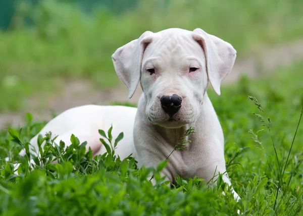 Puppy dogo argentino lying in the grass — Stock Photo, Image