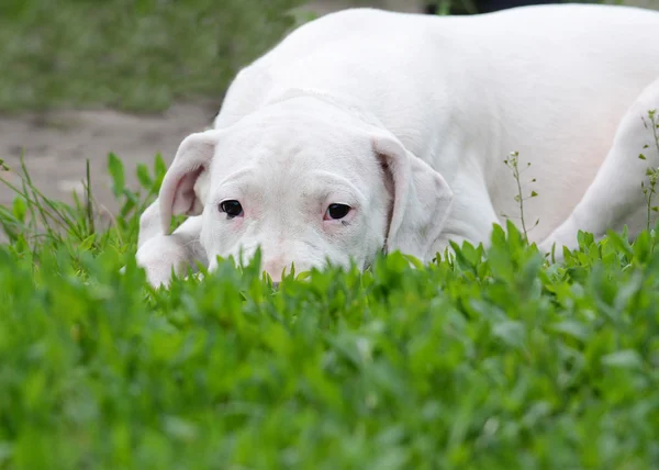 Щенок дого аргентино лежит в траве — стоковое фото