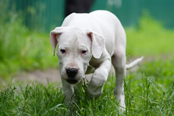 Cachorro dogo argentino en la hierba — Foto de Stock