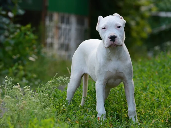 Puppy dogo argentino staande in het gras — Stockfoto