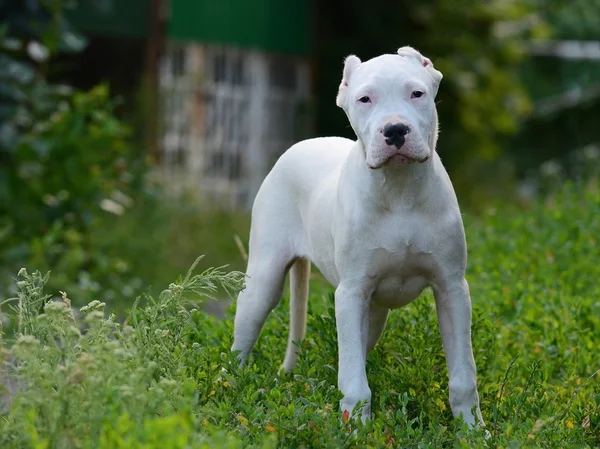 Yavru dogo argentino ayakta çim