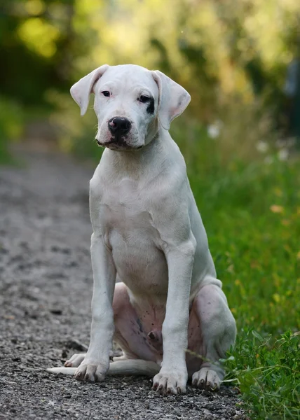 Welpe dogo argentino sitzend — Stockfoto